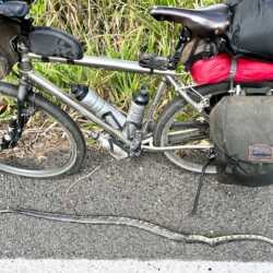 Ich bin momentan mit meinem mittlerweile zwölf Jahre alten und rund 70.000 km weit gefahrenen Titan ER auf der Mexiko Traverse unterwegs. Berge, schlechte Wegstrecke, Schlamm und teilweise Autobahn Etappen machen weder dem Rad noch dem Fahrer viel aus. Nahezu tägliche Infos gibt's unter www.gondermann.net. Jörg. Bilder aus Mexiko